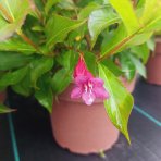 Vajgela kvetnatá (Weigela florida)  ´RUMBA´ - výška 20-40 cm, kont. C2L